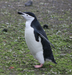 Chinstraps on Aitcho Island in the South Shetland Islands