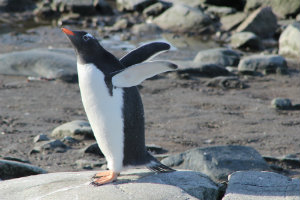 Gentoo penguin on Antarctic Peninsula
