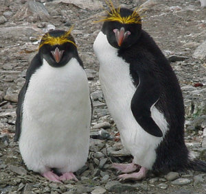 Macaroni penguins on Falkland Islands.