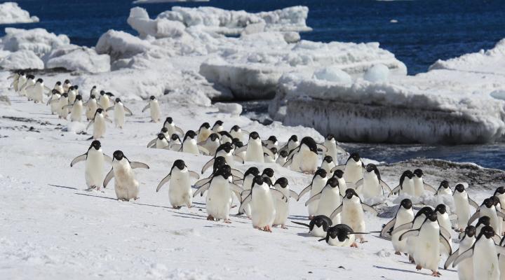 Photo of Antarctica Classic (10 days)