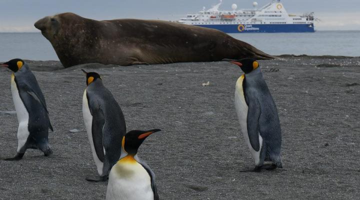 Photo of South Georgia and Antarctic Peninsula: Penguin Safari