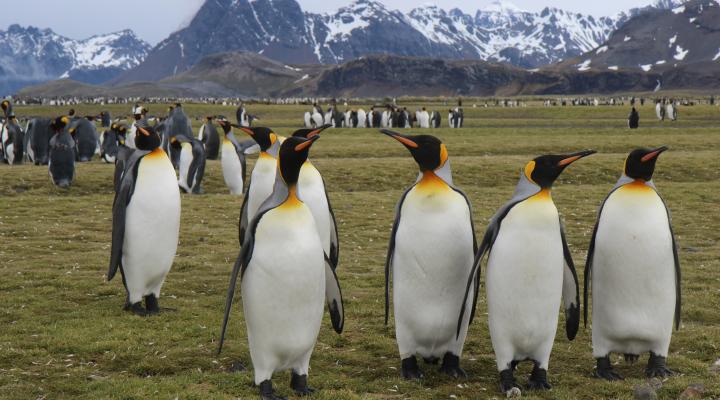 Photo of Epic Antarctic Adventure