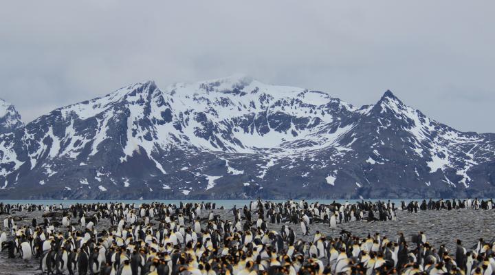 Photo of Falkland Islands, South Georgia and Antarctic Peninsula