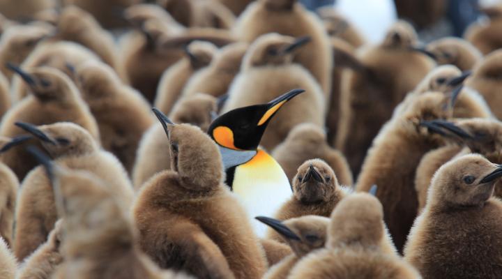 Photo of Falklands, South Georgia + Antarctic Peninsula via Puerto Madryn, Argentina