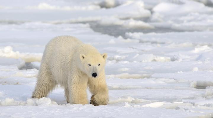 Photo of Spitsbergen Classic