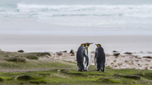 Falklands, South Georgia + Antarctic Peninsula via Puerto Madryn, Argentina
