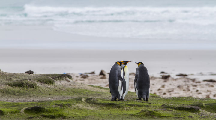 Photo of Falklands, South Georgia + Antarctic Peninsula via Puerto Madryn, Argentina