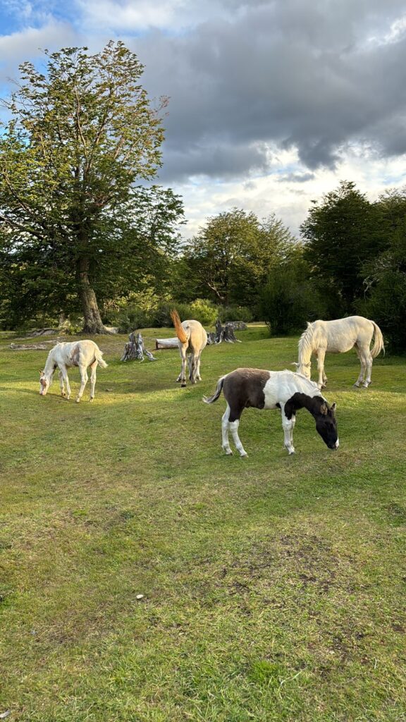 horses in tierra del fuego national park beautiful landscape