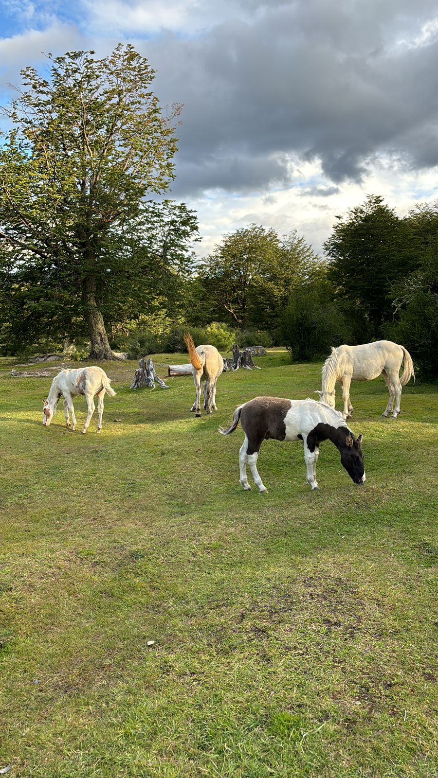 horses in tierra del fuego national park beautiful landscape