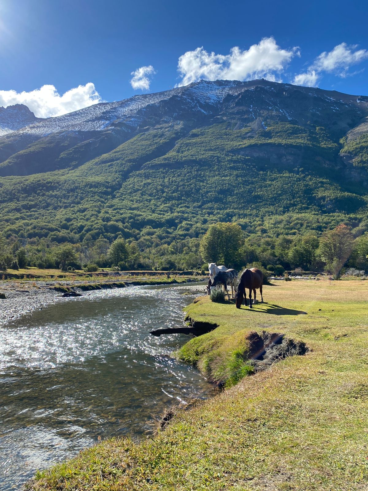 horses in tierra del fuego national park beautiful landscape