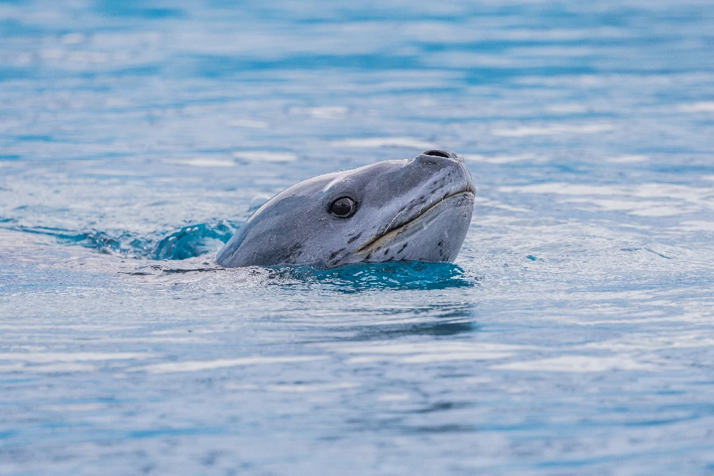 DEALS- leopard seal head overwater