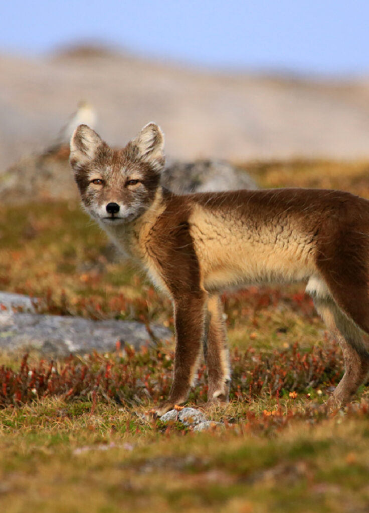 Animales de la antártida