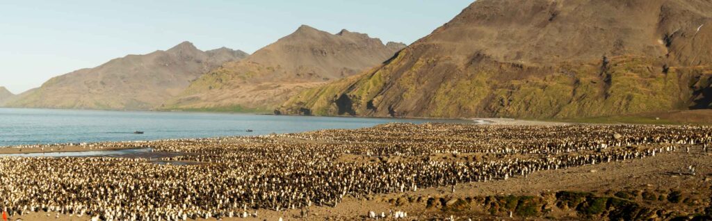 St'Andrews South Georgia huge penguin colony