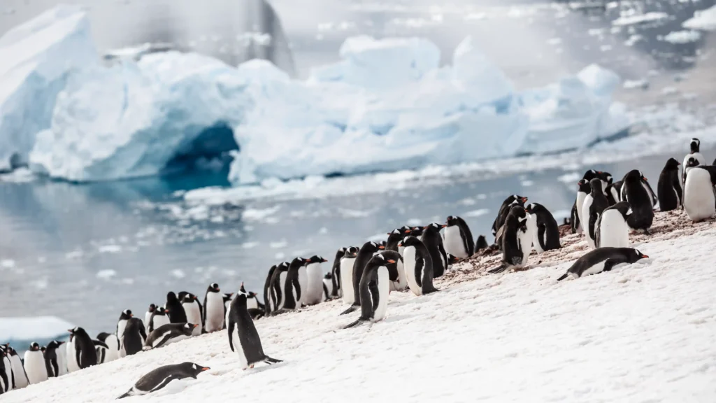 Classic Antarctica | 12 days