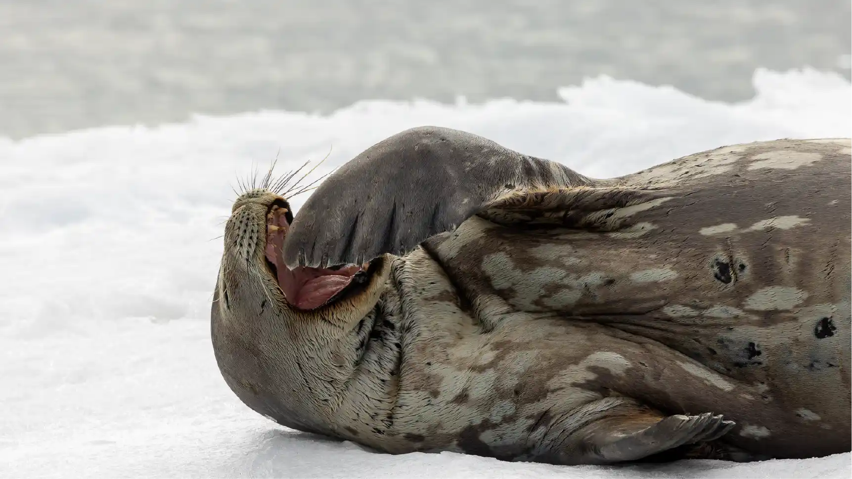 Classic Antarctica - Early November 2026
