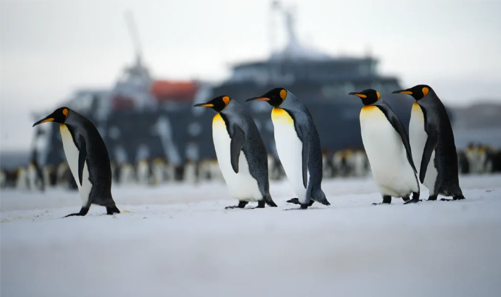 Antarctica, South Georgia & Falklands/Malvinas (19 days) - Small & Intimate Ship