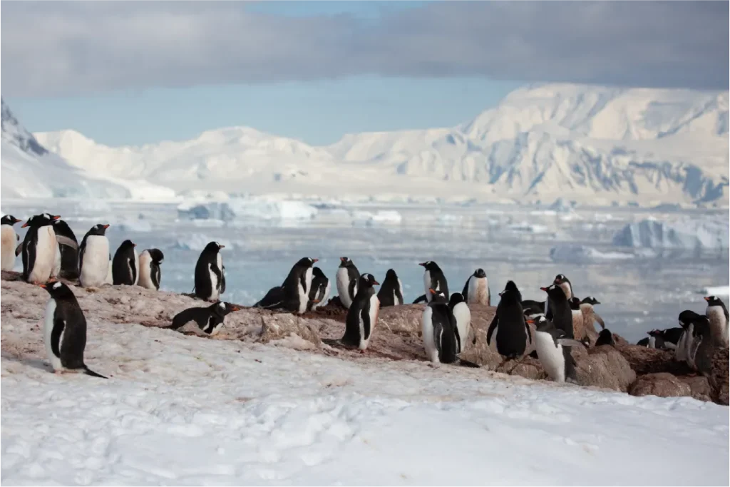 Gentoo penguins colony