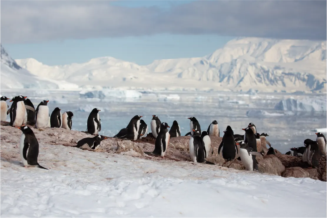 Gentoo penguins colony